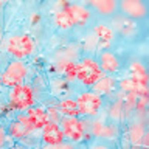 Meet your Posher, Elly